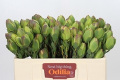 Leucadendron Discolor 50cm Spray