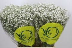 Gypsophila Paniculata Xlence 70cm 20gr.
