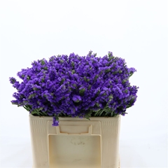 Limonium Sinuatum Levis Wings 50cm 20gr.