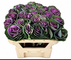 Brassica Empire Olga 70cm