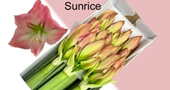 Hippeastrum Sunrise 80cm