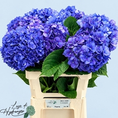 Hydrangea Pimpernel 60cm 18-20cm Hd
