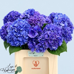 Hydrangea Pimpernel 50cm 14-16cm Hd