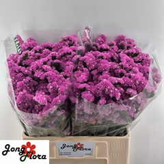 Limonium Musical Wings 60cm 20gr.