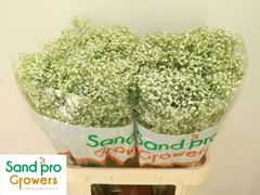 Gypsophila Paniculata Zinzi Discovery 80cm 30gr.