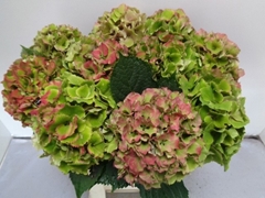 Hydrangea Royal Palace Classic 60cm 15-17cm Hd