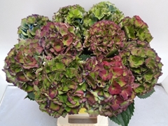 Hydrangea Royal Palace Classic 60cm 14-16cm Hd