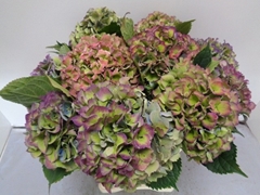 Hydrangea Royal Love Classic Blue 60cm 17-19cm Hd