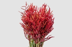 Bromelia Flower 90cm