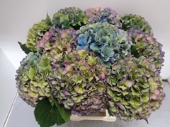 Hydrangea Royal Parade Classic 60cm 19-21cm Hd