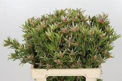 Leucadendron Ayoba Star Pearl 60cm Spray