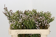 Brunia Noduliflora 50cm