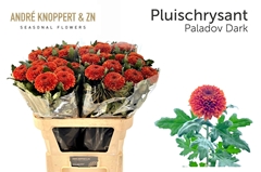Chrysanth Single Paladov Dark 80cm 90gr.