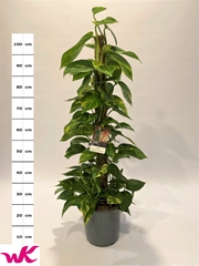Epipremnum Moss Stick 21Ø 110cm