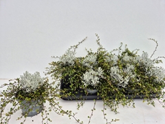 Leucophyta Brownii 12Ø 20cm