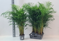 Dypsis Lutescens 19Ø 110cm