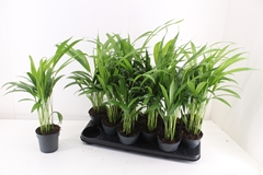 Dypsis Lutescens 10Ø 45cm