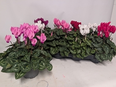 Cyclamen Persicum Macaron 10Ø 24cm