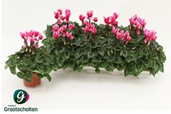 Cyclamen Super Serie Compact Fuji 10Ø 25cm