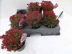 Crassula Schmidtii 13Ø 20cm