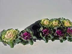 Brassica Oleracea 12Ø 15cm