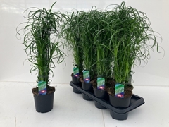 Cyperus Alternifolius 14Ø 70cm