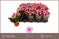 Kalanchoe Double Zeta Lilac 8Ø 15cm