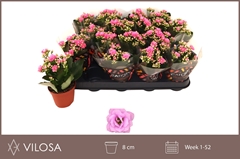 Kalanchoe Double Zeta Lilac 8Ø 15cm
