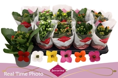 Kalanchoe Single Mix 6 Colours 10Ø 22cm