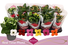 Kalanchoe Single Mix 6 Colours 10Ø 22cm
