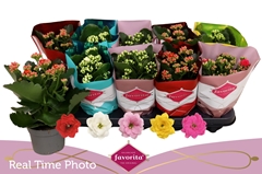 Kalanchoe Double Perfecta Mix 10Ø 22cm