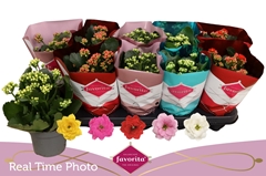 Kalanchoe Double Perfecta Mix 10Ø 22cm