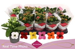 Kalanchoe Single Mix 6 Colours 10Ø 22cm