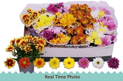 Chrysanth Mix 6 Mix 12Ø 25cm