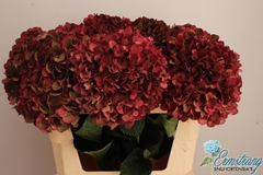 Hydrangea Pink Ruby Classic 75cm 18-20cm Hd