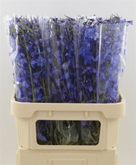 Delphinium Single Deldonna Blue 80cm