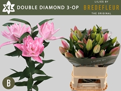 Lily Oriental Double Diamond 80cm 3+