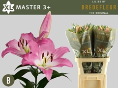 Lily Oriental Master 90cm 3+