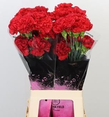 Dianthus Single Red Magic 65cm