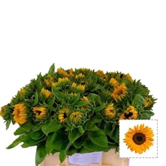Helianthus Sunrich Orange 60cm