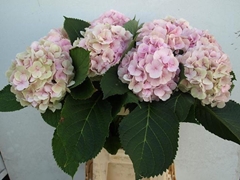 Hydrangea Verena Classic 60cm 16-18cm Hd