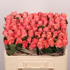 Rosa Miss Piggy+ 50cm