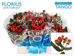 Hypericum Coco Tango 40cm