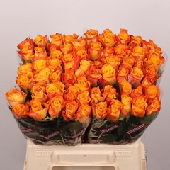 Rosa Marie-claire! 40cm