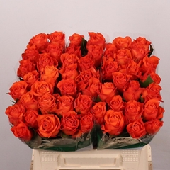 Rosa Orange Wave 40cm