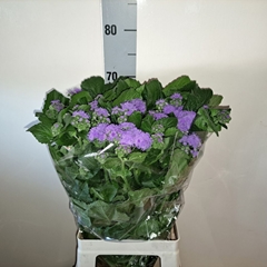 Ageratum Houstonianum Blue Planet 70cm
