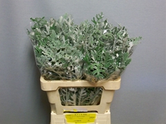 Jacobaea Senecio Maritima 55cm