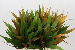 Grevi Baileyana 40cm
