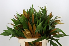 Grevi Baileyana 60cm