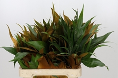 Grevi Baileyana 50cm